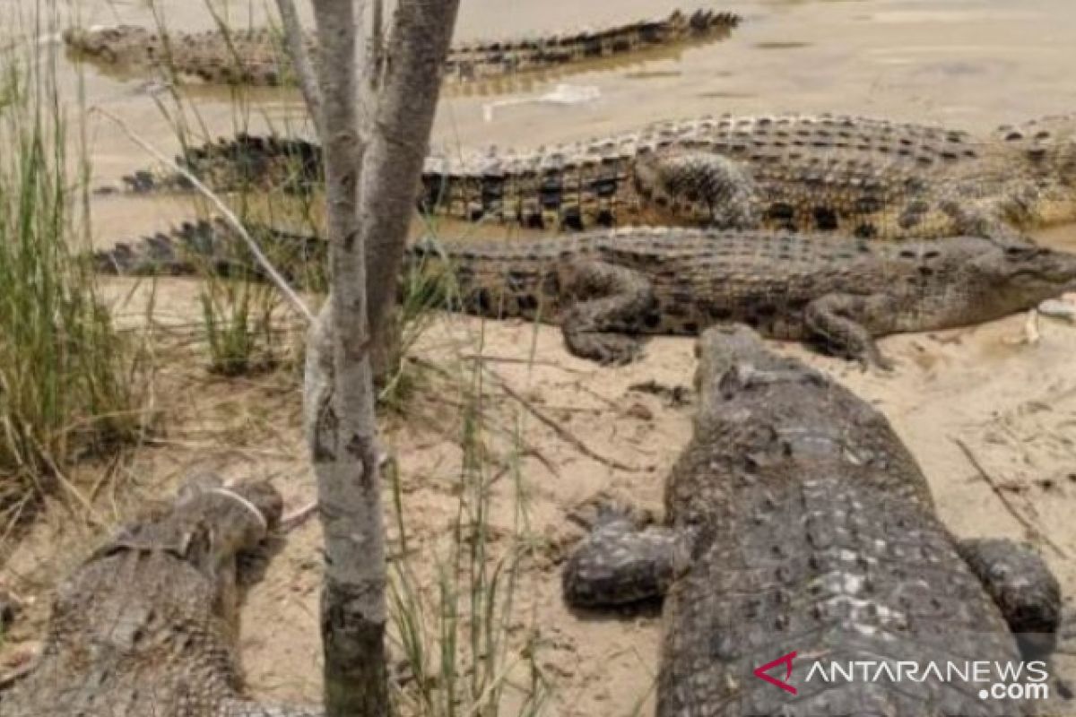 Bangka Belitung to build crocodile conservation center at ex-tin mine