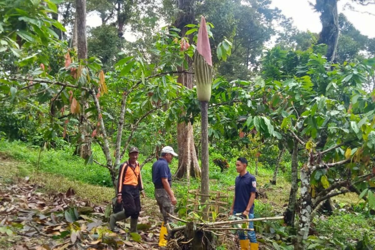 Bunga bangkai setinggi empat meter tumbuh di kebun warga