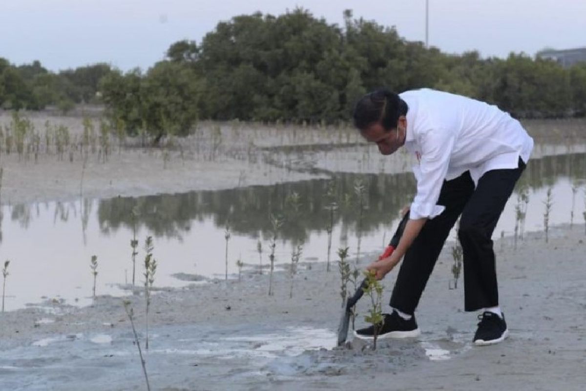 Jokowi plants mangrove sapling at Abu Dhabi Jubail Park
