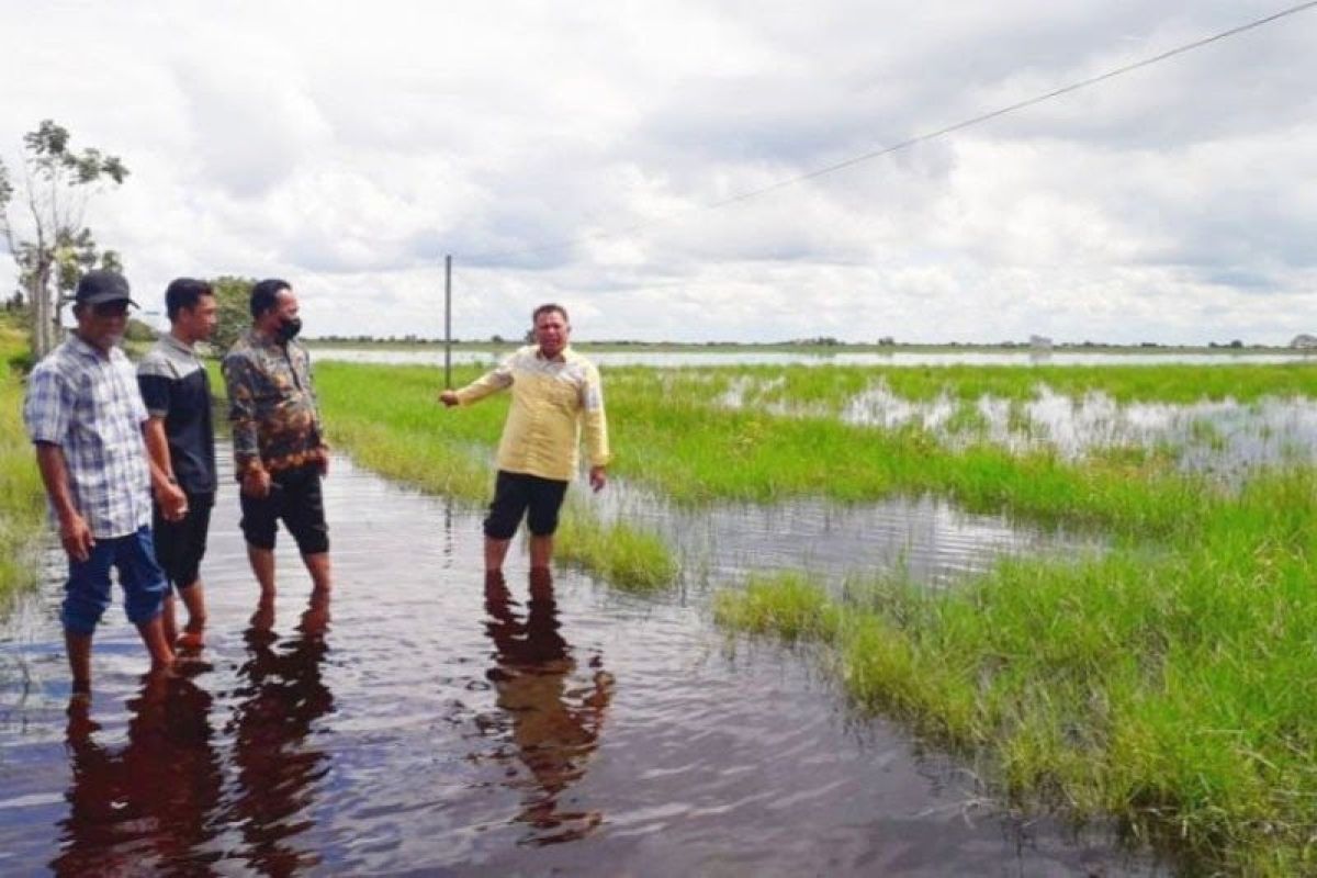Pemkab Kotim diminta normalisasi irigasi cegah sawah kebanjiran