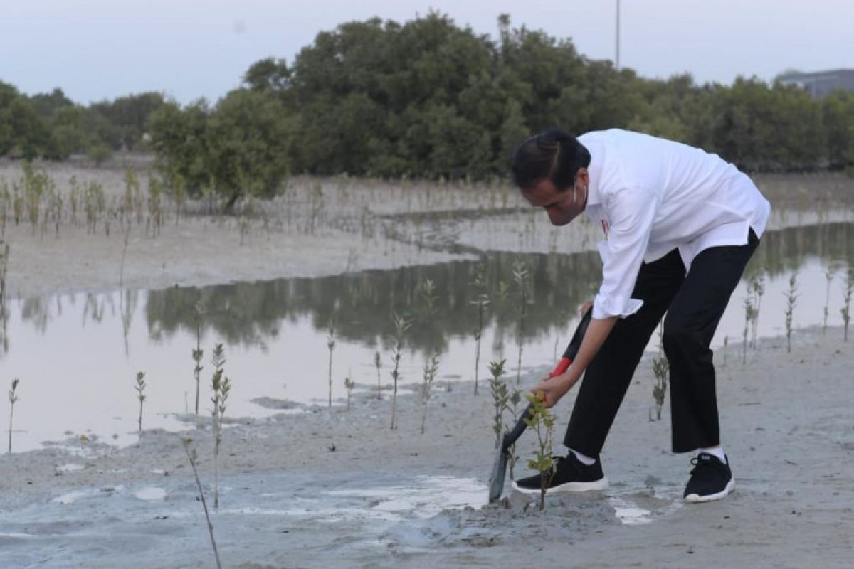 Presiden Jokowi tanam bakau di Abu Dhabi