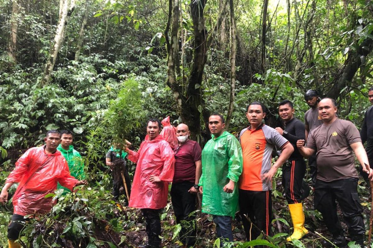 Polisi temukan seluas 0,5 hektare ladang ganja di hutan Adat Kerinci