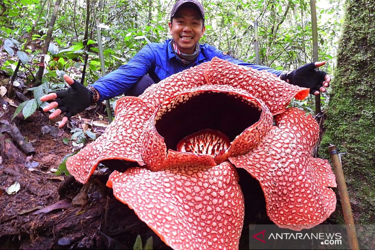 Rafflesia Arnoldii hidup di hutan belantara Sumatera Selatan
