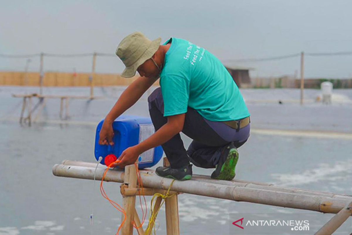 EFishery revitalisasi tambak udang  dengan teknologi digital