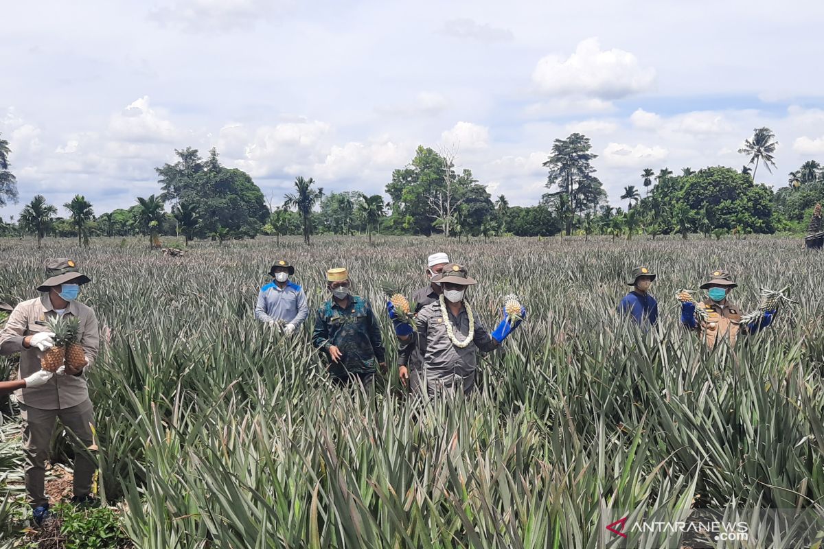 Mentan panen nanas di agrowisata Desa Tangkit Baru Jambi