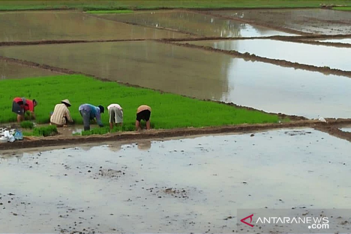 BPBD Sumsel: Cuaca buruk ancam kerusakan lahan pertanian