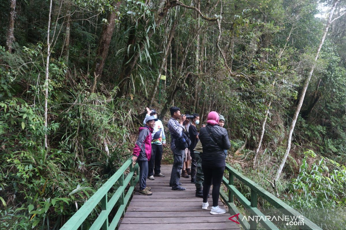 Mengenal jalur pengamatan burung endemik di Taman Nasional Lore Lindu