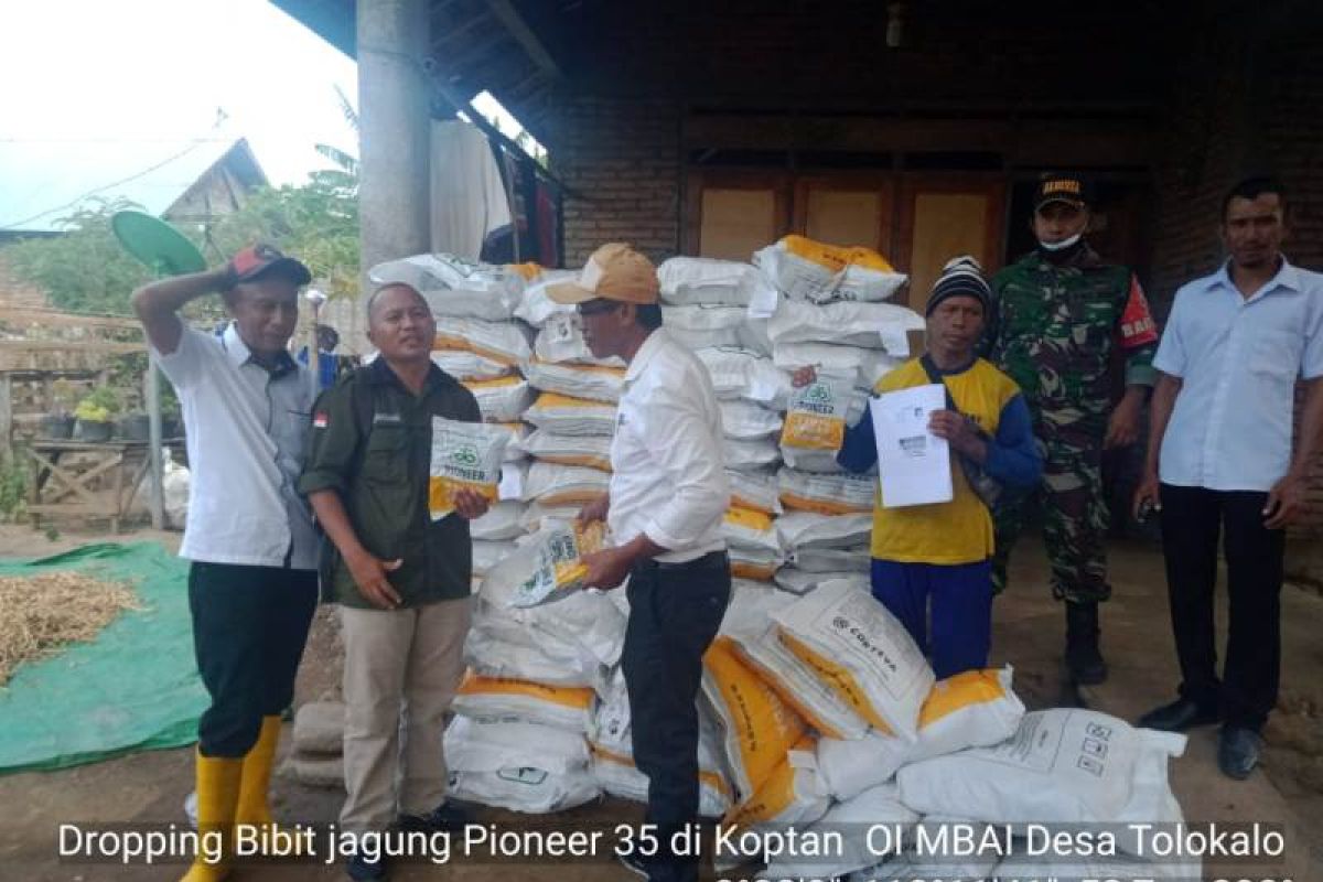 Petani Jagung Dompu optimistis panen Jagung bisa maksimal