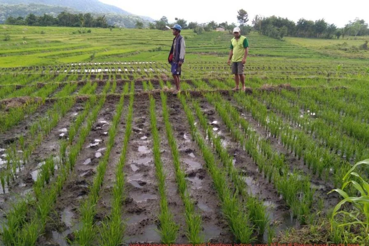 Panen Petani NTT melonjak drastis dampak penerapan sekolah lapangan