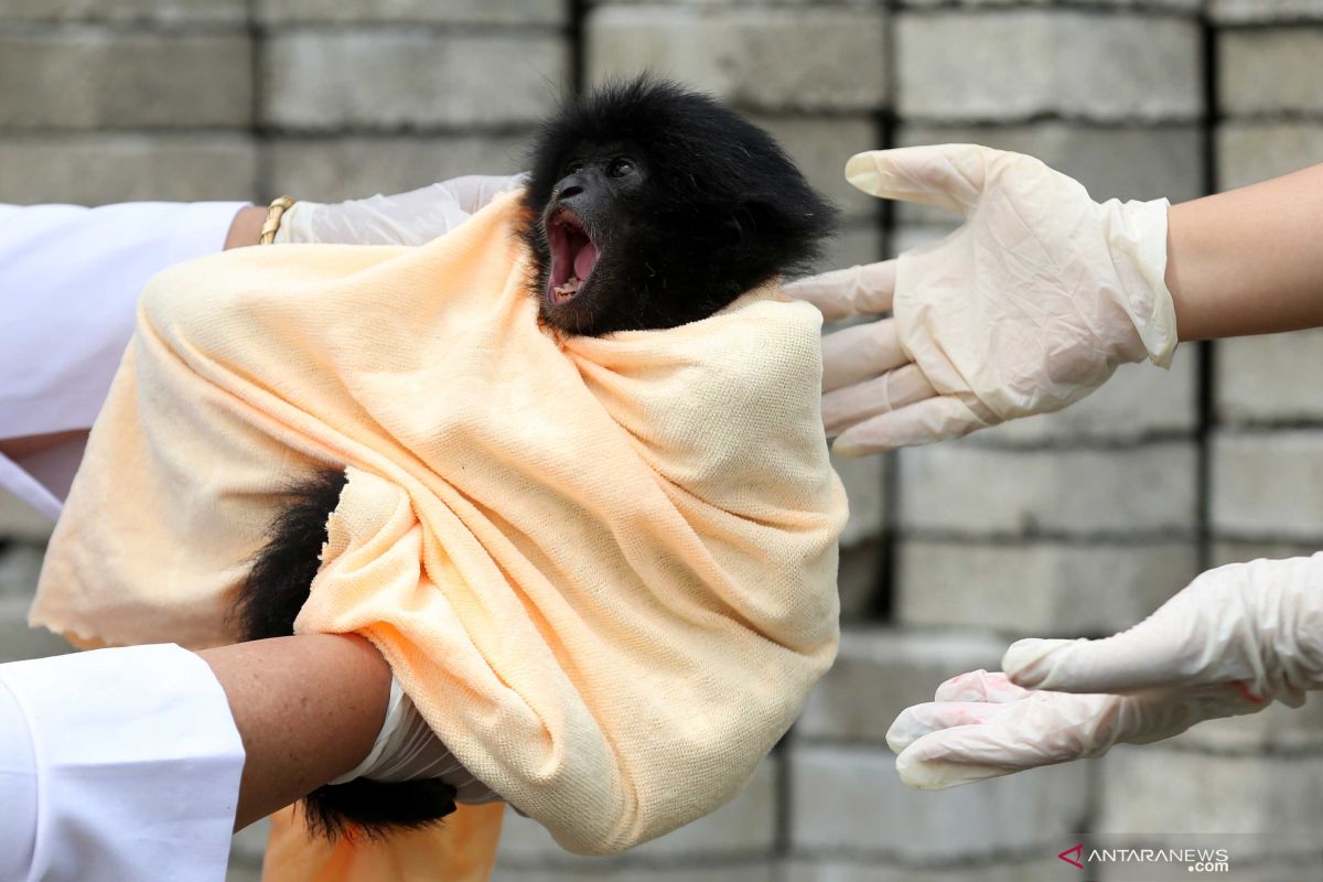 Merawat bayi siamang serahan warga