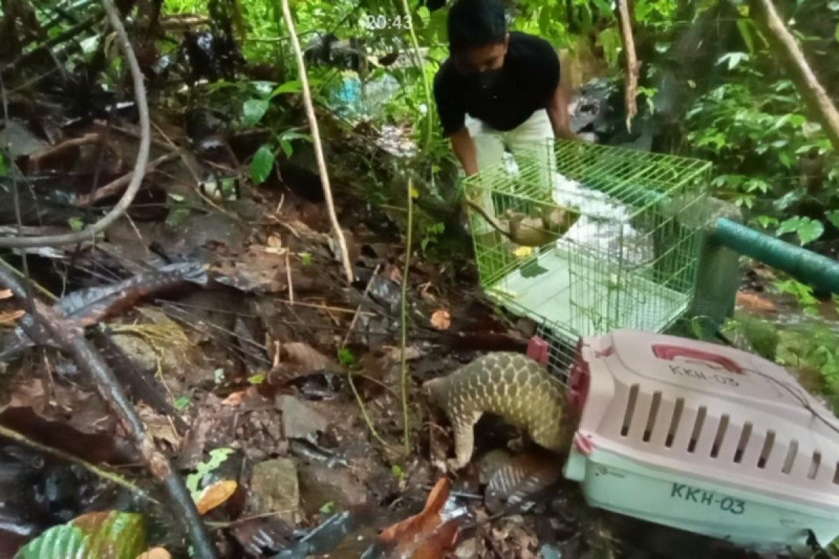 BKSDA Sumbar lepaskan dua trenggiling ke  hutan konservasi Malampah