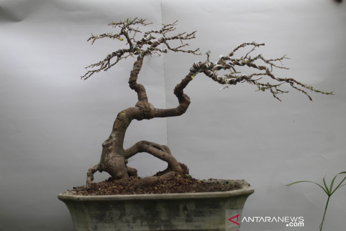 Pemkab Bangka Barat bangkitkan ekonomi kreatif melalui pameran bonsai