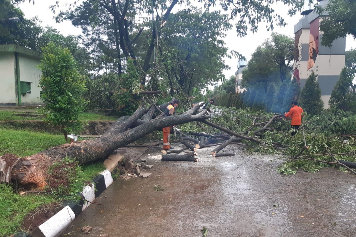 Hujan deras akibatkan 25 titik bencana di Kota Bogor