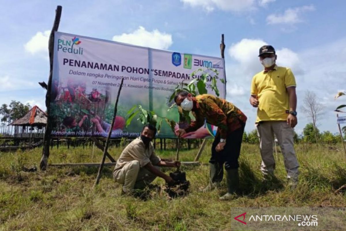 Gandeng BFS, PLN Babel tanam 2.000 pohon di sepadan Sungai Upang