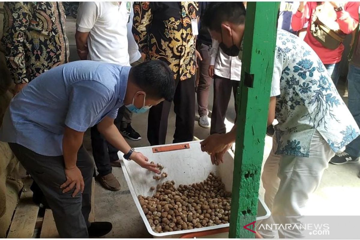 Bupati Satono ajak masyarakat Sambas tanam pinang untuk komoditas ekspor