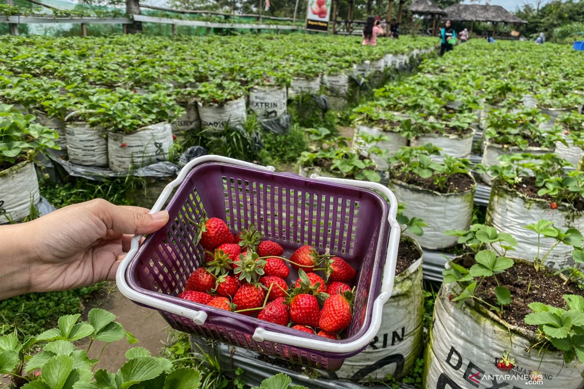 Berikut buah-buah yang baik untuk jaga kadar gula darah