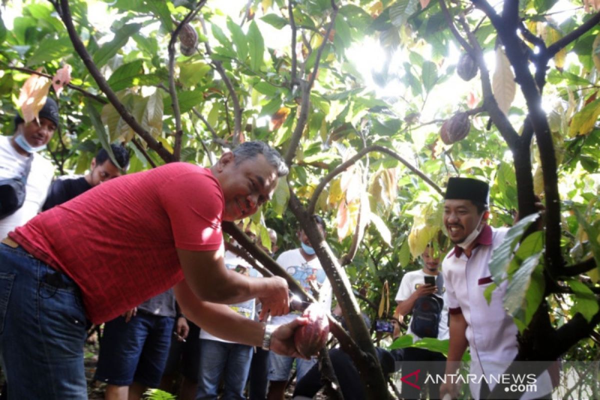 Menikmati perkebunan kakao di Kampung Coklat Blitar