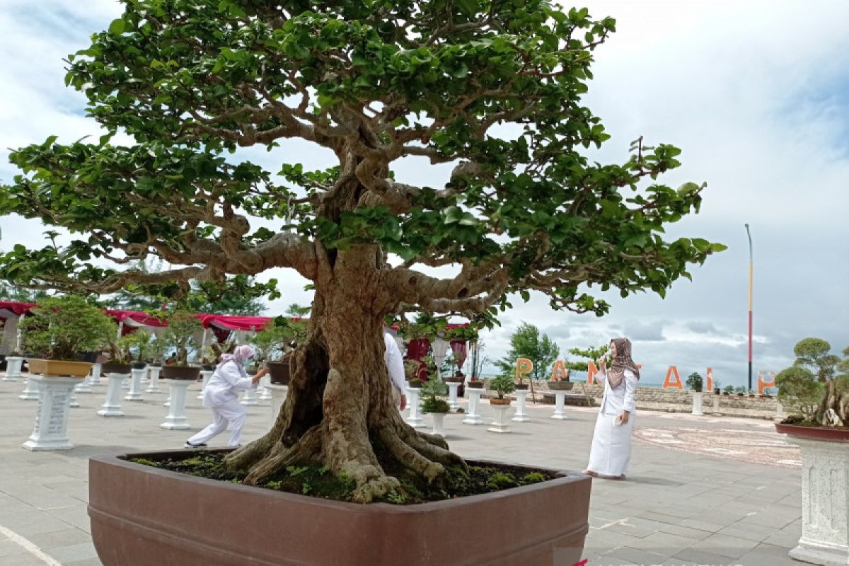Sekitar 300 pohon bonsai dipamerkan di Pantai Padang, harganya ada yang sampai Rp250 juta
