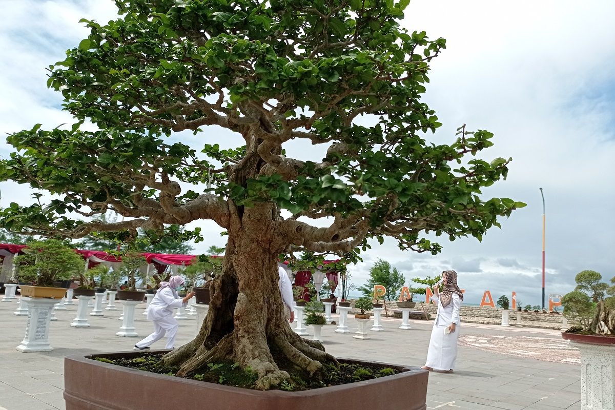 Bonsai seharga Rp250 juta dipamerkan di Padang