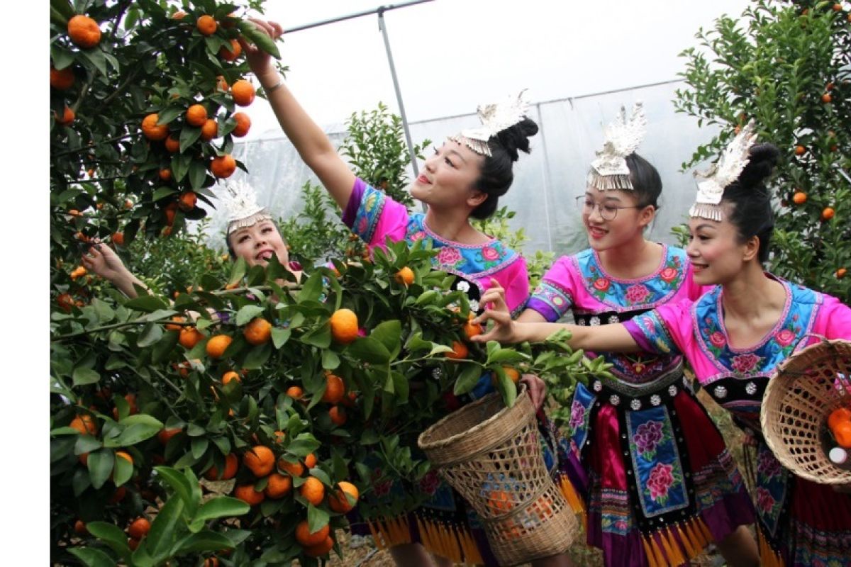 Famous Lipu sugar orange in China -- Lipu promotes quality improvement and upgrading of the sugar orange industry