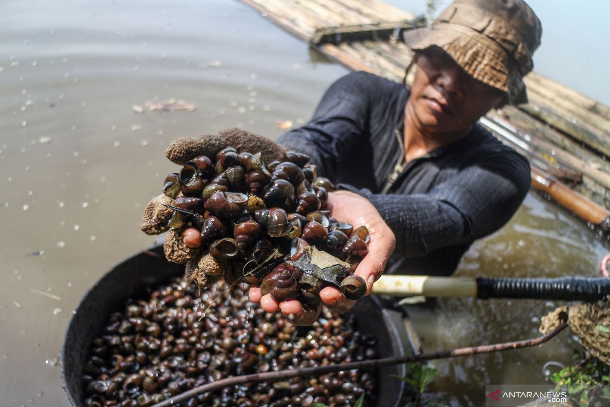 BRIN dorong usaha kosmetik lewat riset bioprospeksi lendir keong darat