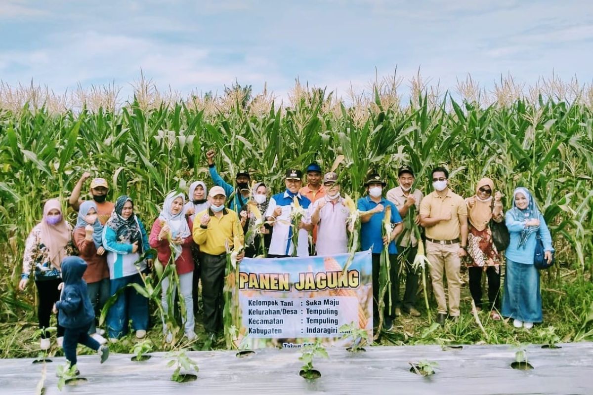 Panen di Tempuling, Wabup : Jagung yang perlu dikembangkan