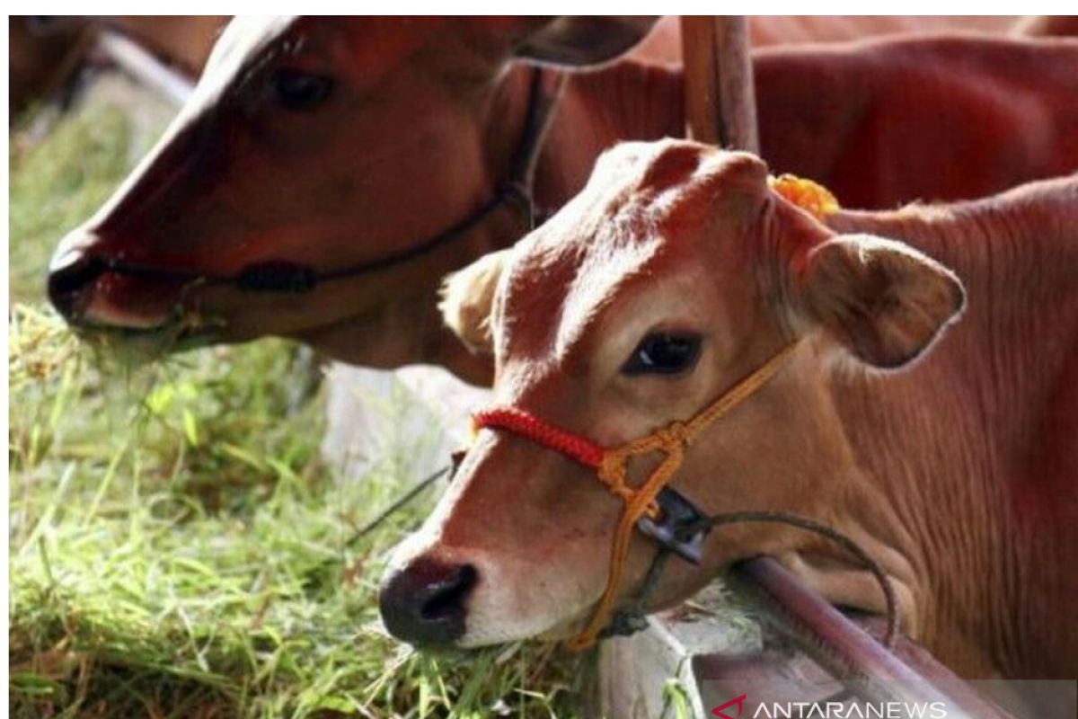 DKP anggarkan pengadaan 2.023 sapi tahun depan