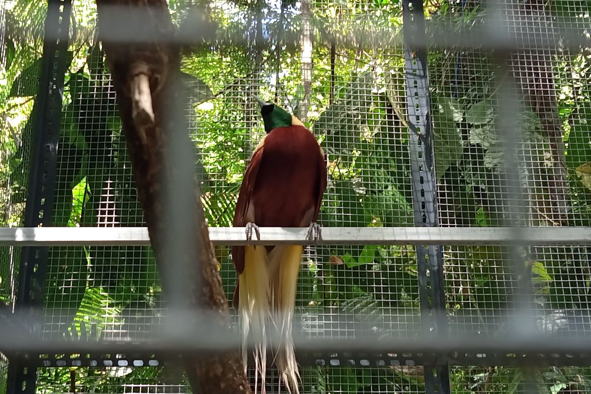 Sejumlah burung cenderawasih dilepasliarkan di TWA Sorong Papua Barat