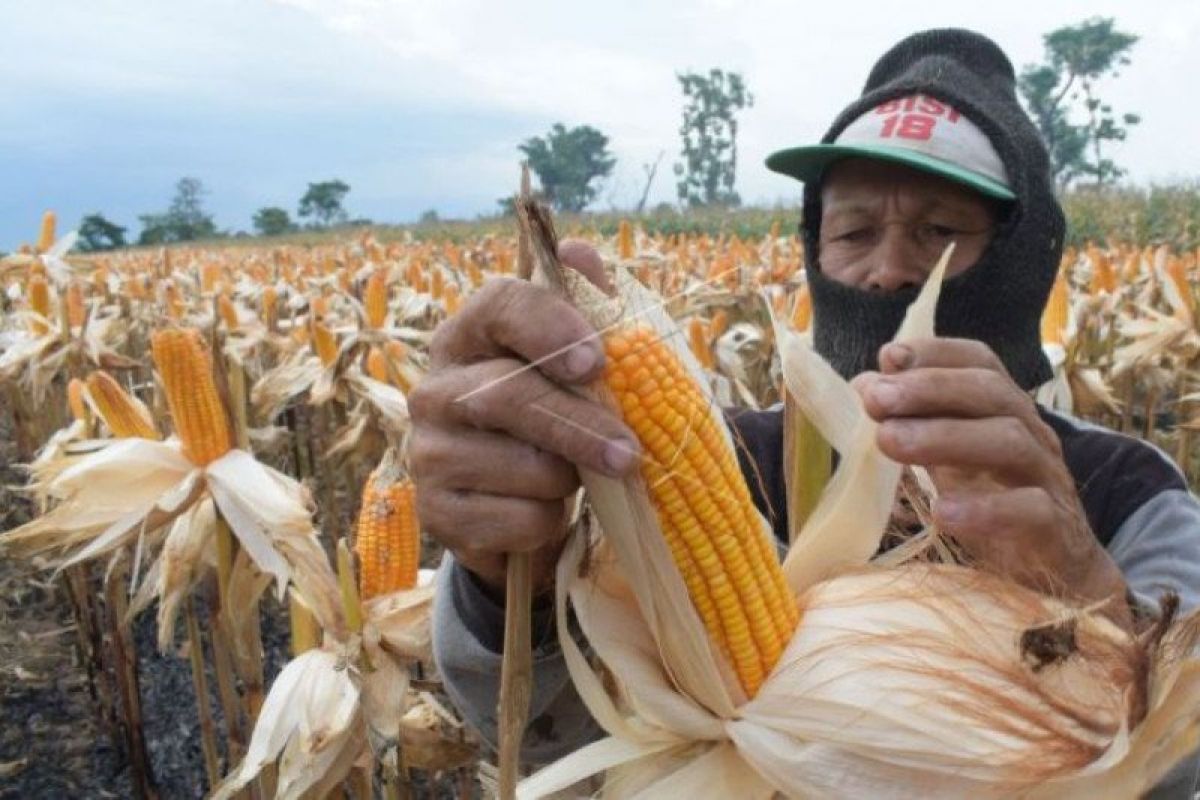 Bulog NTB menjual 2.000 ton jagung bersubsidi ke peternak