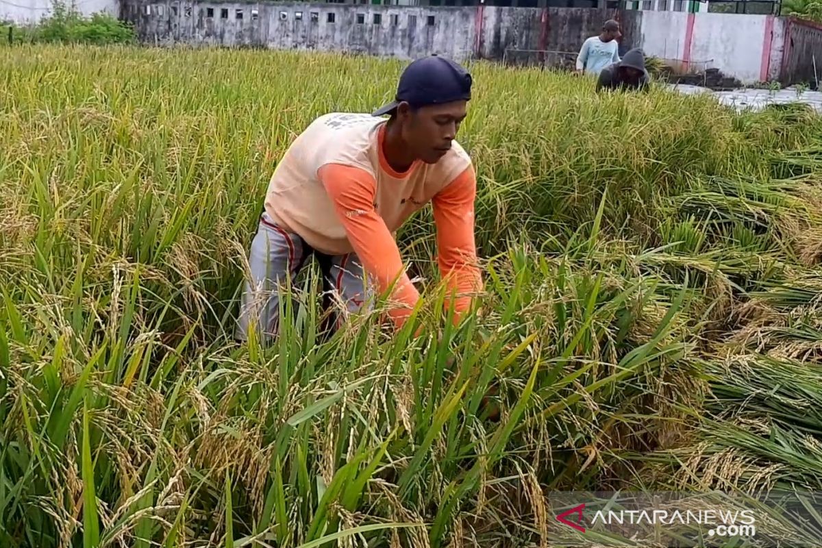 Sekitar 2.000 hektare lahan tanaman padi terdampak banjir