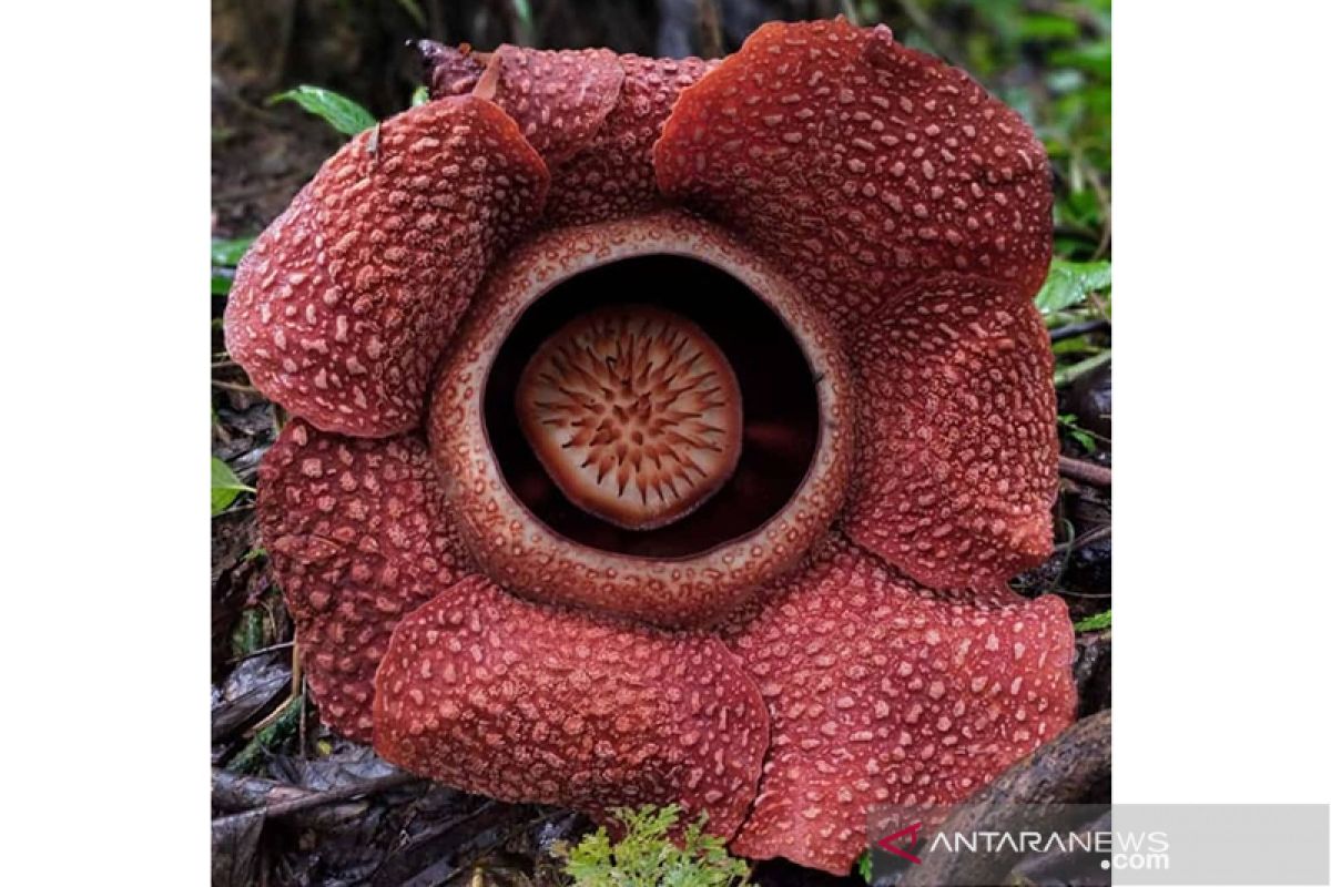 Rafflesia arnoldii kelopak 7 mekar di Kedurang Bengkulu Selatan