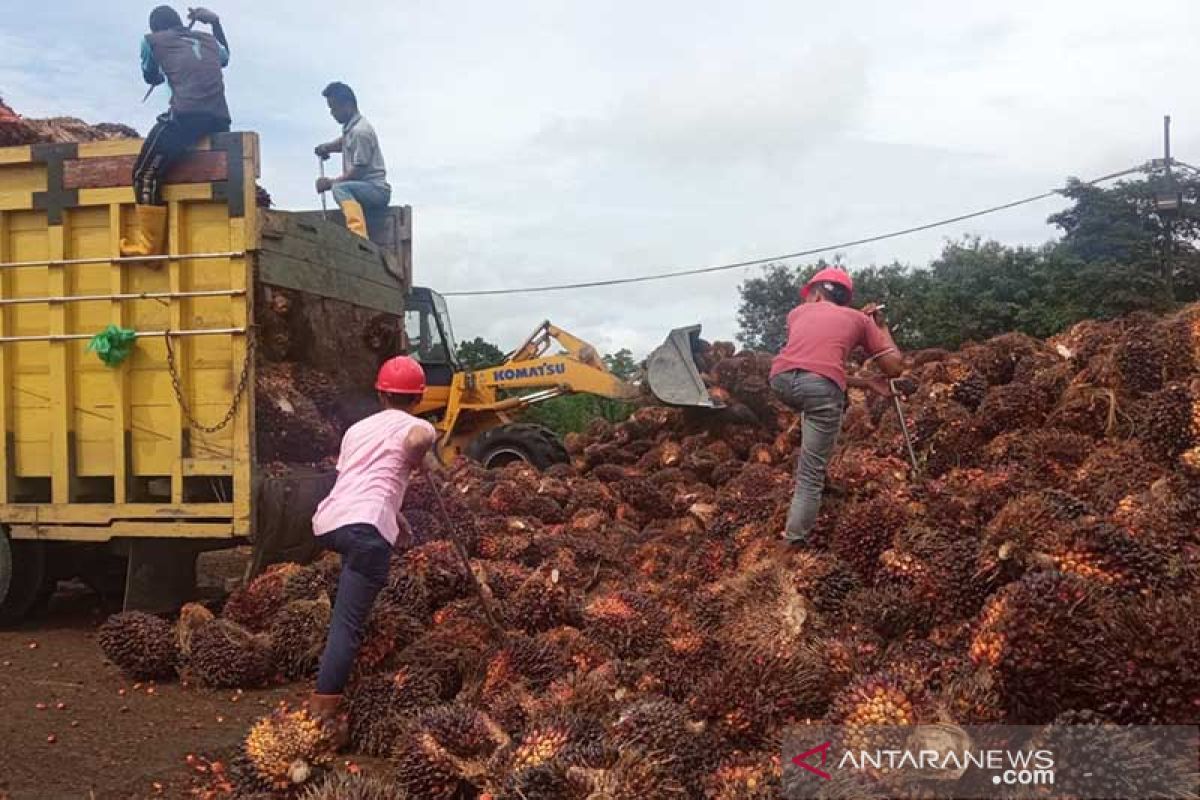 PKS di Aceh Utara tampung TBS petani 700 ton per hari