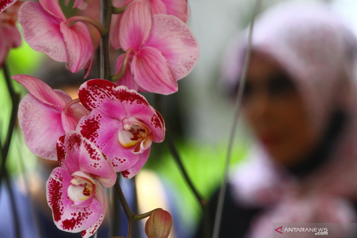 Pameran Angrek di Batu