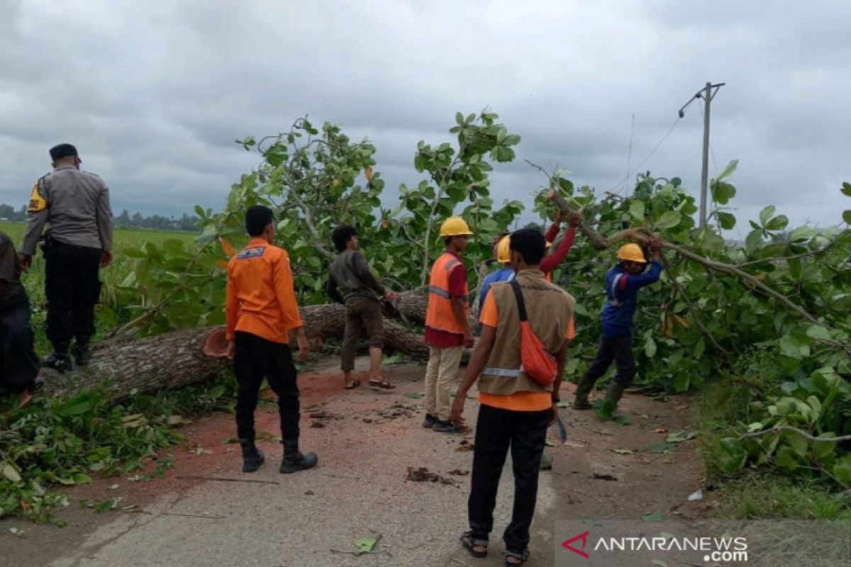 Seorang pengendara motor tewas tertimpa pohon tumbang