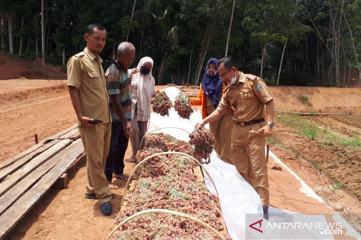 Petani OKU panen 12 ton bawang merah