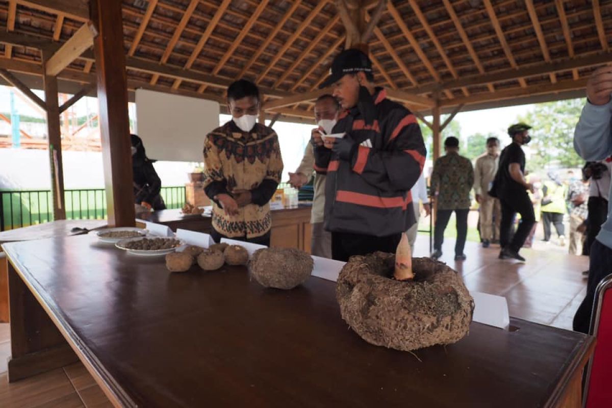 Pemkot Madiun berencana pasarkan kuliner olahan porang