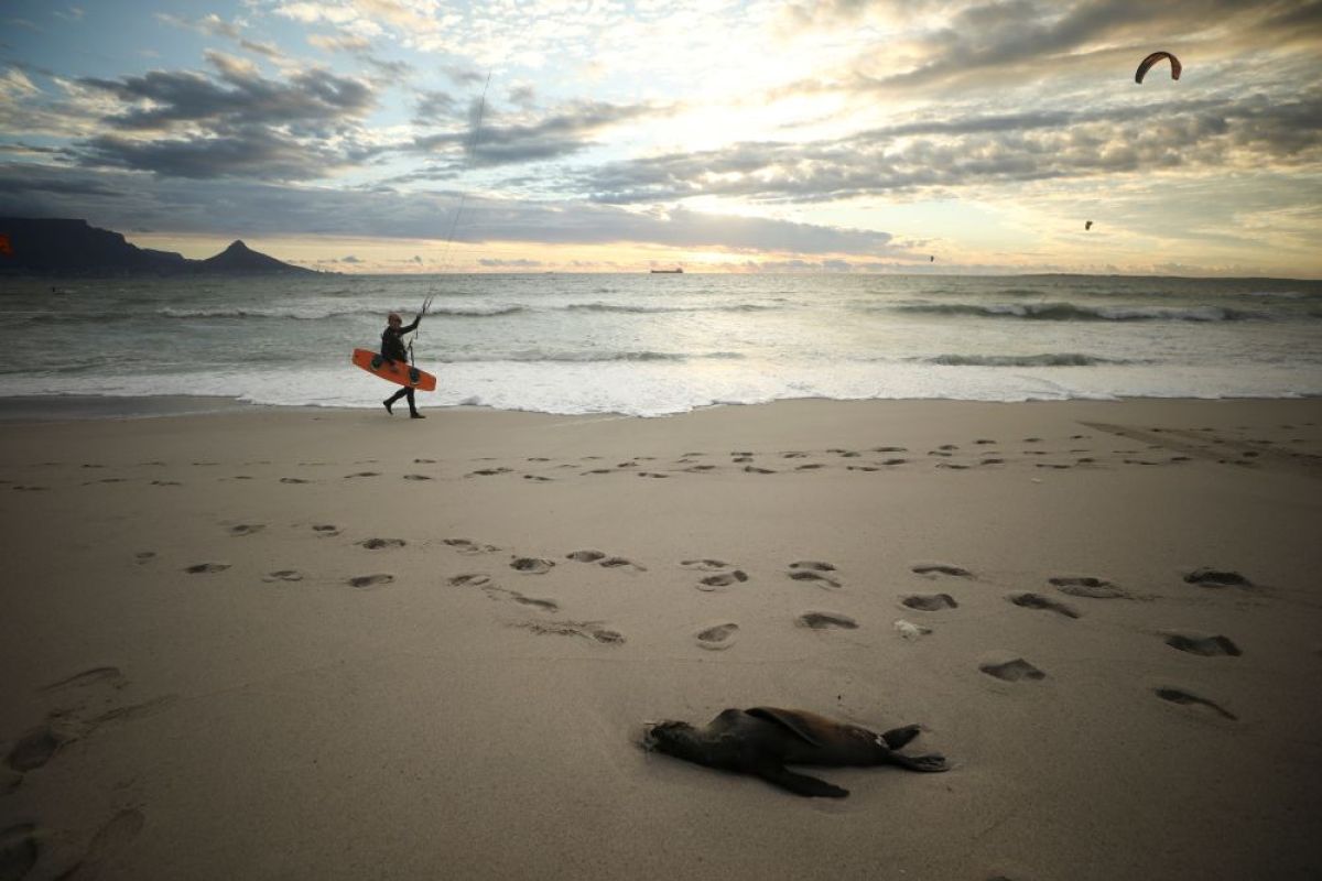 Afsel selidiki kematian ratusan anjing laut di pesisir Cape
