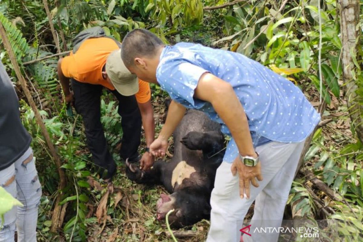 Beruang mati terjerat tali di Siak Riau