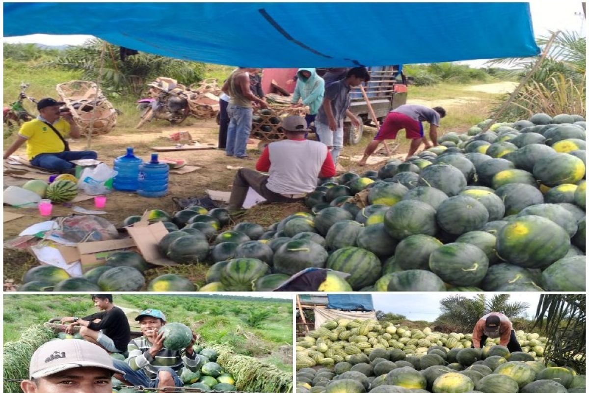 Kades Siali - ali panen 10 ton semangka bersama petani