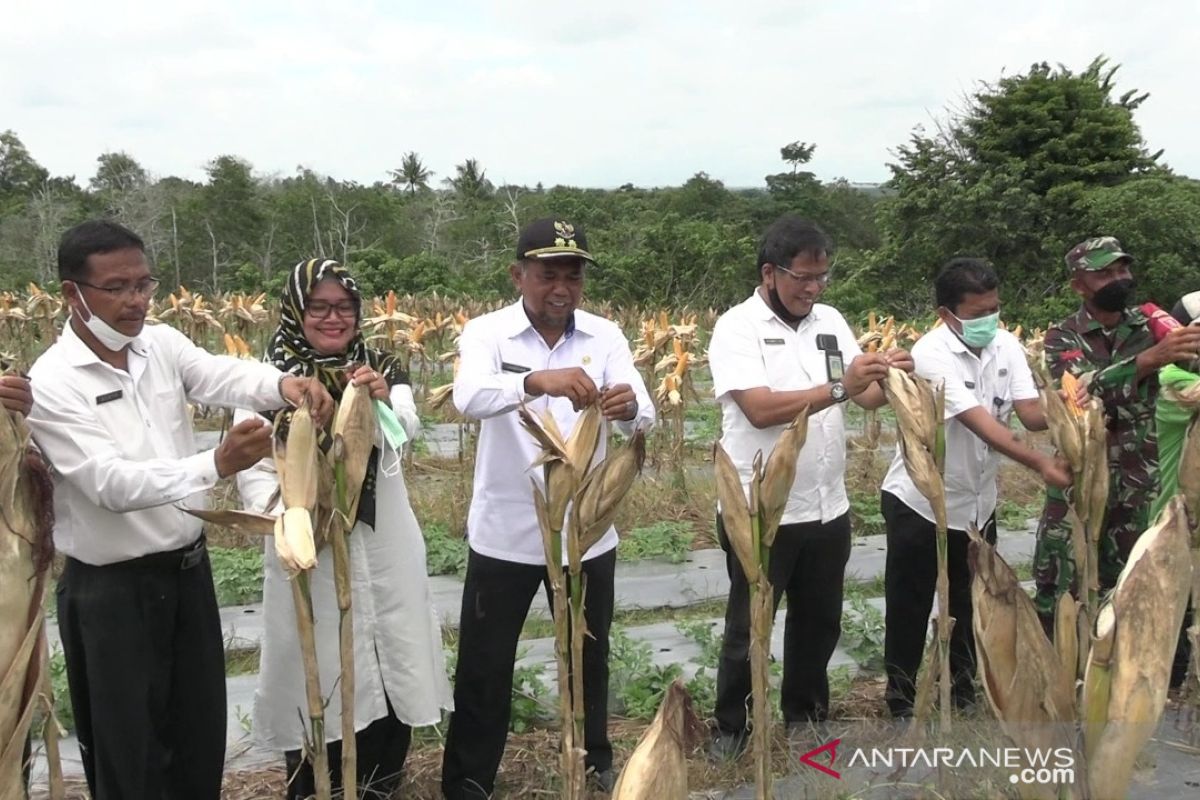 Kebutuhan jagung Kabupaten PPU masih didatangkan dari luar