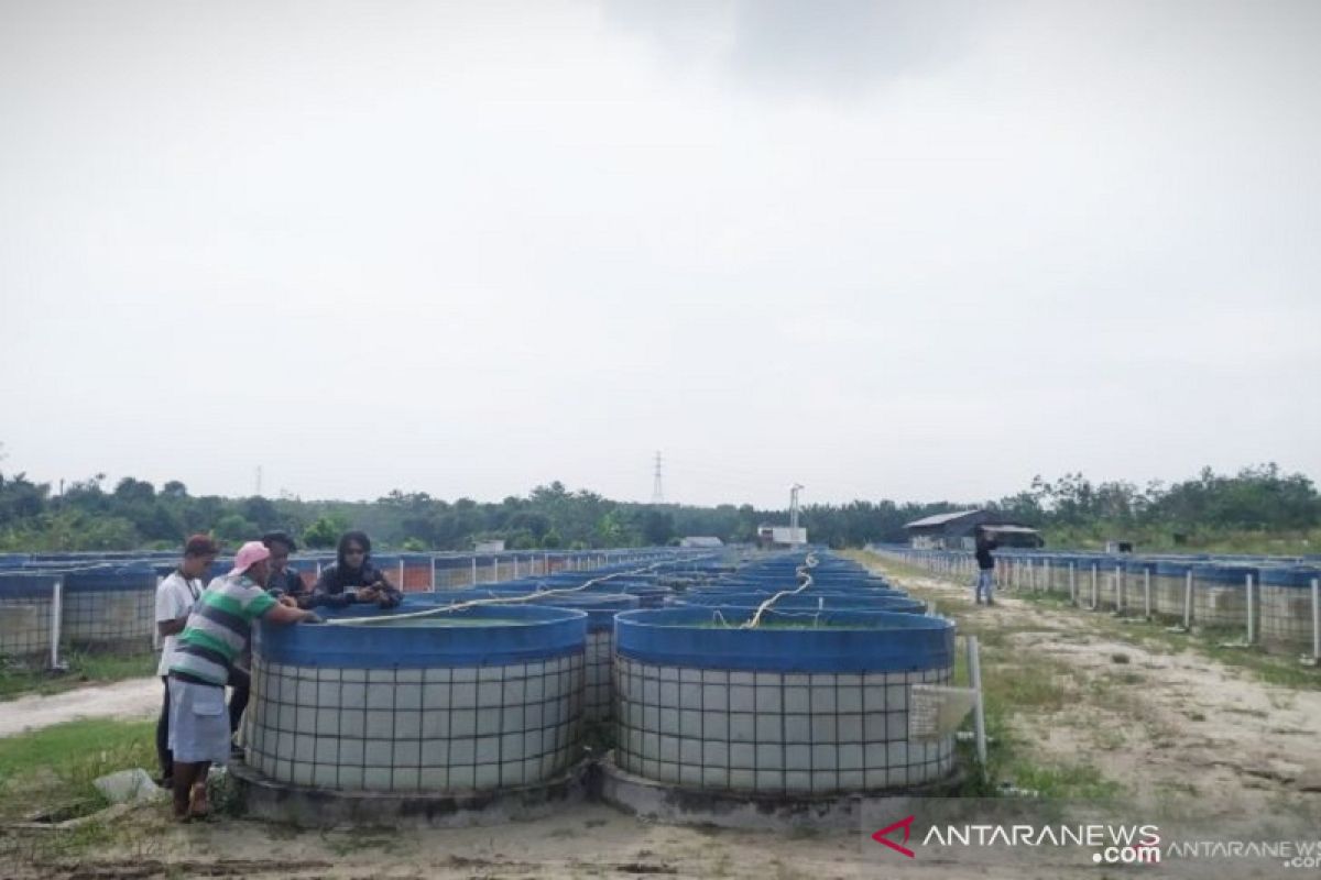 Perwakilan investasi bodong ikan lele di Jambi segera diperiksa polisi