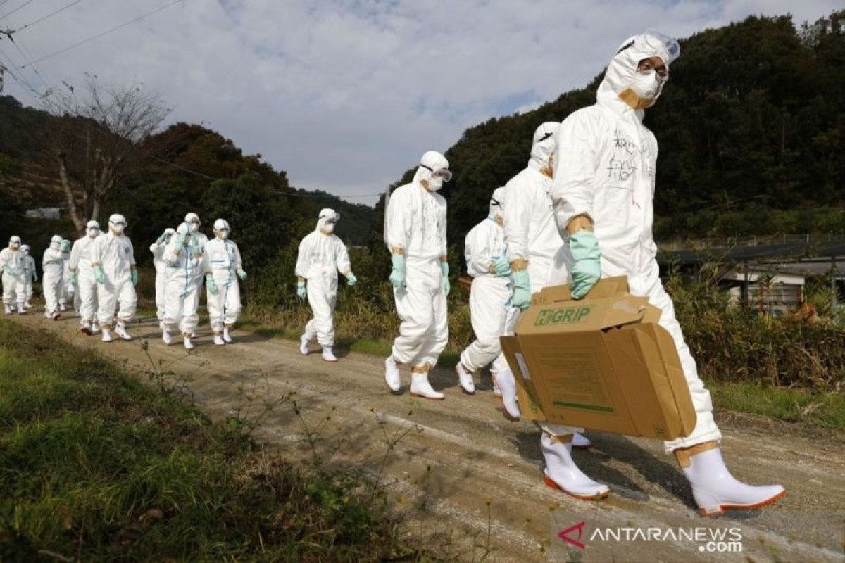Wabah flu burung di Jepang, sebanyak 143.000 ekor ayam dimusnahkan