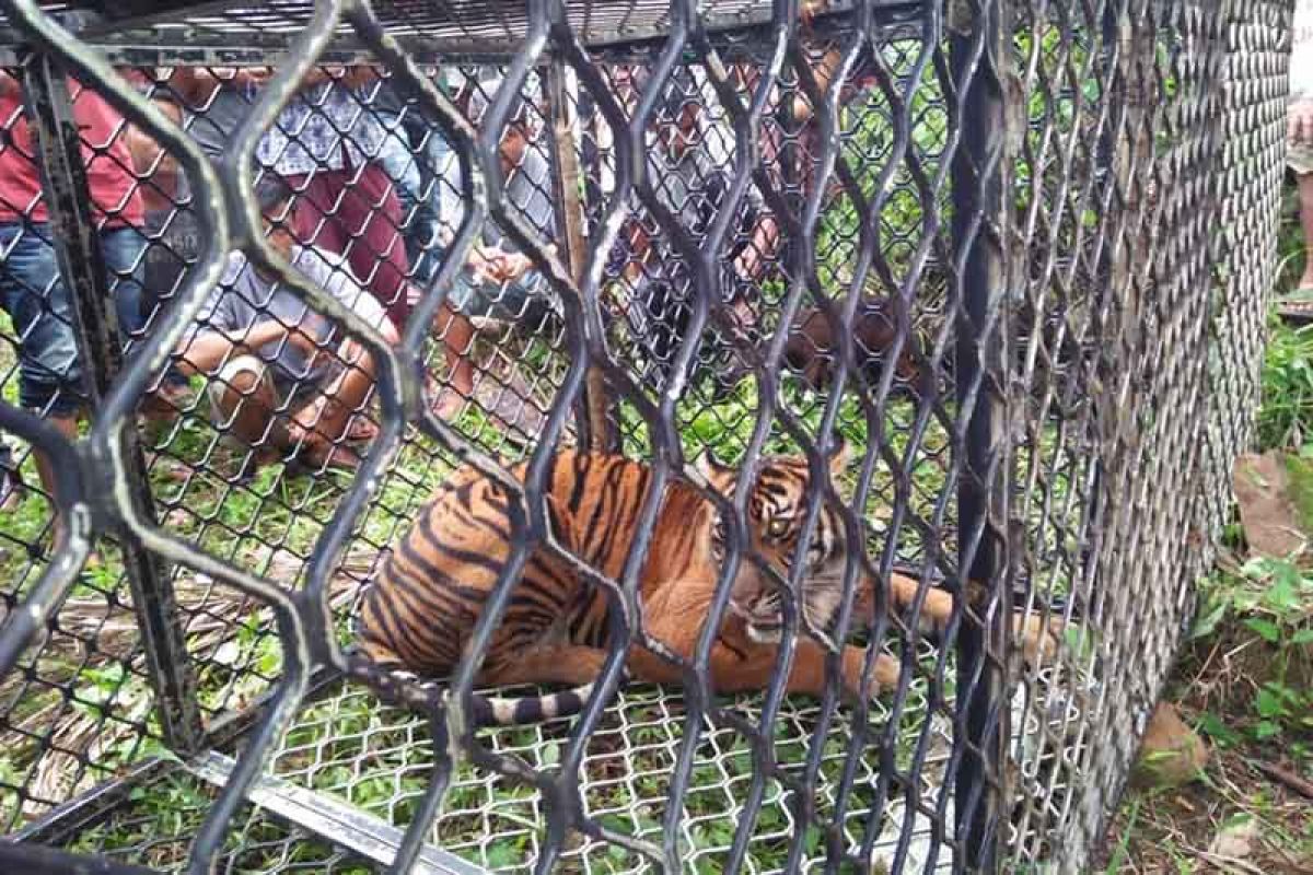 Harimau masuk perangkap di Aceh Selatan