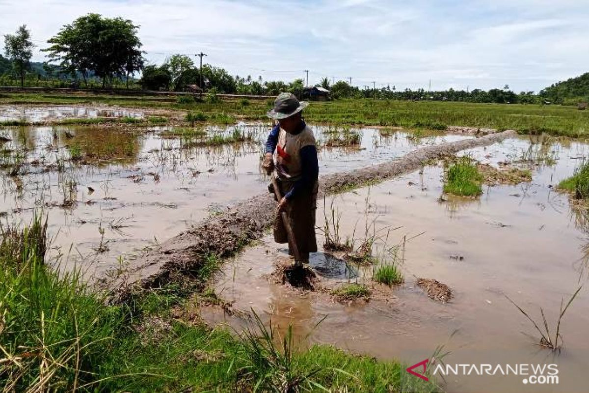 Petani Di Pesisir Selatan Keluhkan Kelangkaan Pupuk Bersubsidi - ANTARA ...