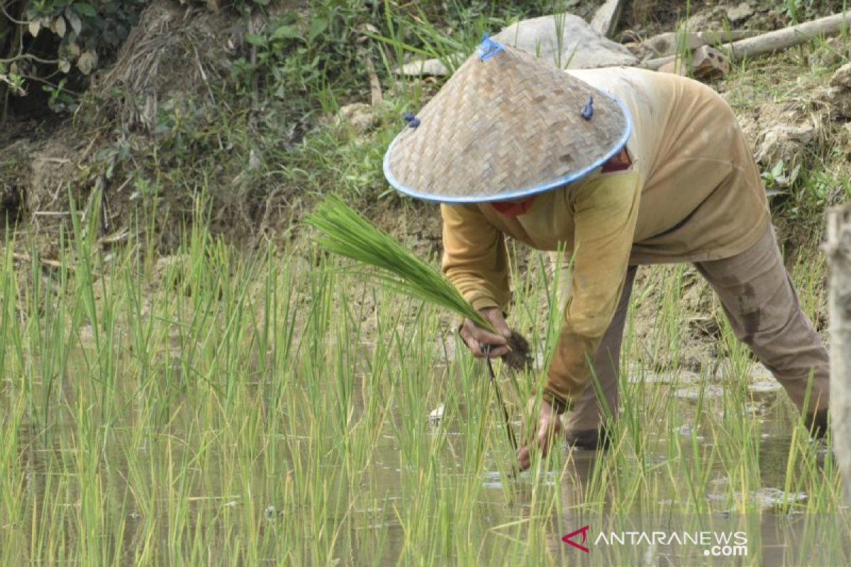 Penambahan jumlah petani diduga membuat pupuk subsidi kekurangan di Sumsel