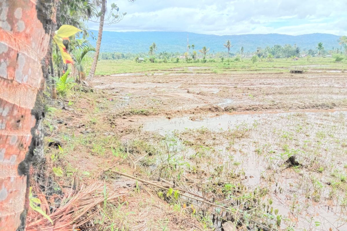 Satu hektar sawah di Sinuruik Talamau Pasbar rusak dampak longsor dan banjir