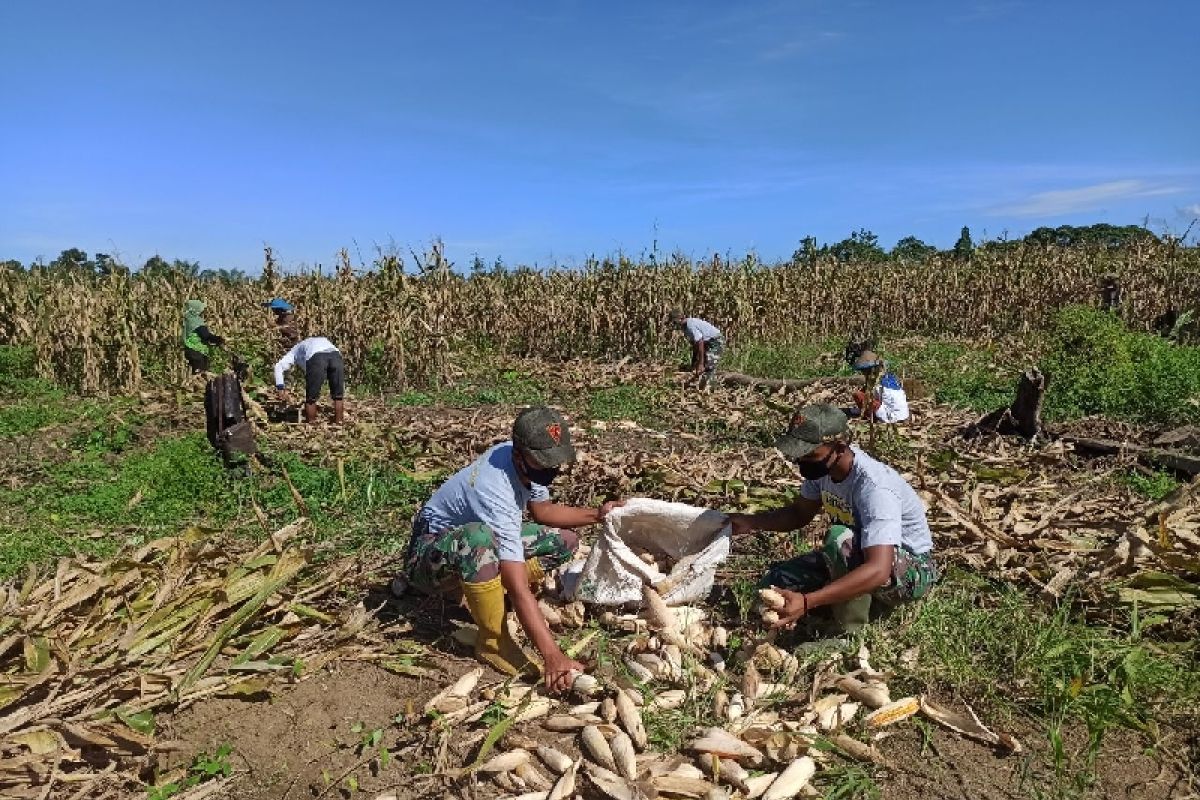 Satgas TNI bersama warga perbatasan Indonesia panen jagung