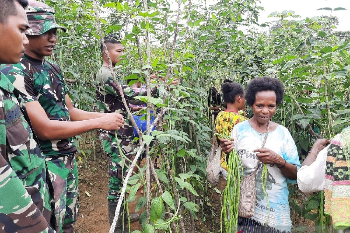 Satgas TNI panen kacang panjang bersama warga perbatasan RI-PNG