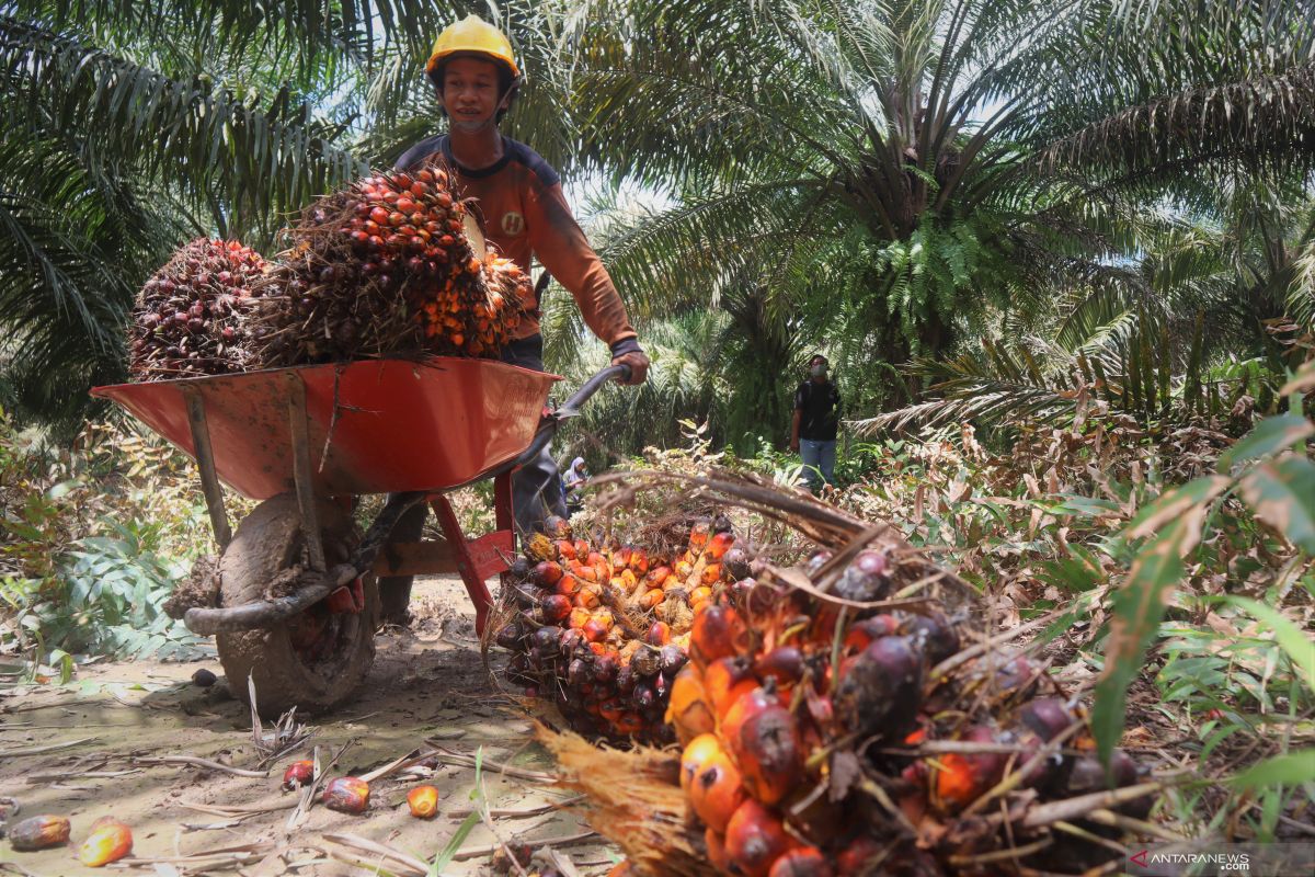 Harga sawit di Tapin hampir naik Rp 3.000
