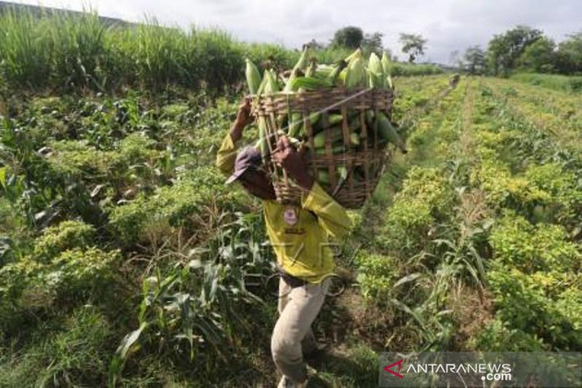Metode Tumpang Sari Jagung Dengan Cabai